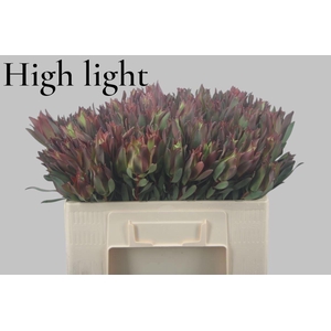 Leucad High Light 50 Cm