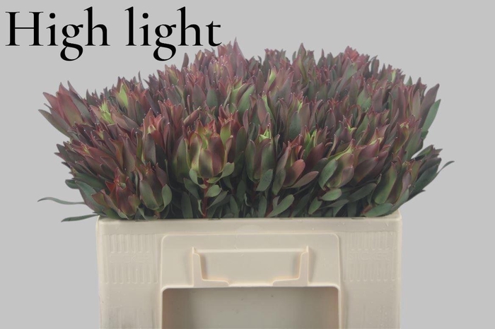 <h4>Leucad High Light 50 Cm</h4>