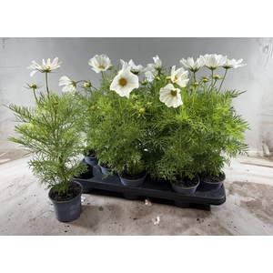 COSM BIP CASA WHITE