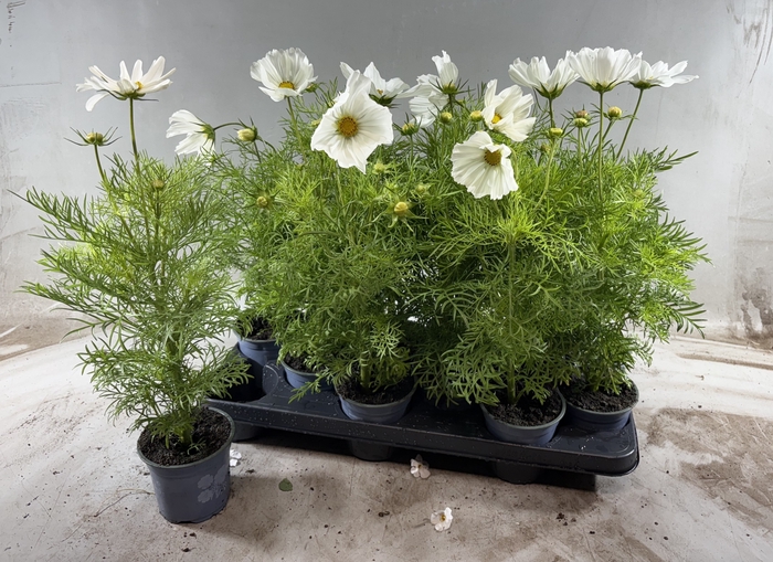 <h4>COSM BIP CASA WHITE</h4>