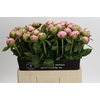 Paeonia Angel Cheeks