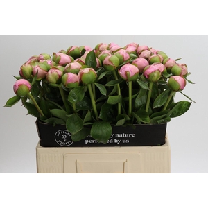 Paeonia Angel Cheeks
