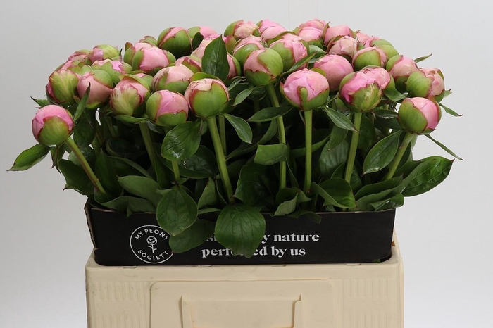 <h4>Paeonia Angel Cheeks</h4>