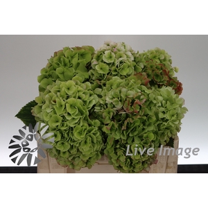 Hydrangea white verena classic