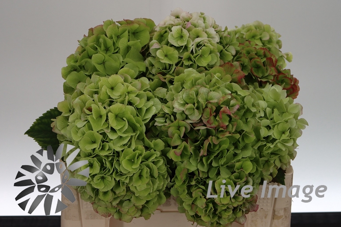 <h4>Hydrangea white verena classic</h4>