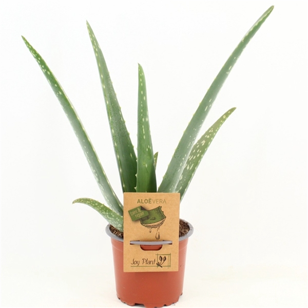 <h4>Aloe Vera P10,5</h4>