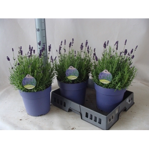 Lavandula angus. 'Hidcote'