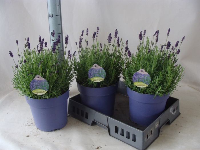 <h4>Lavandula angus. 'Hidcote'</h4>