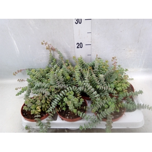 Crassula marnieriana