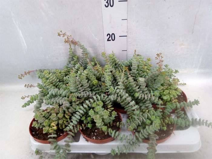 Crassula marnieriana