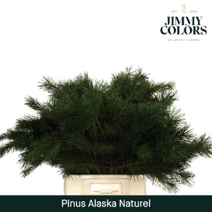 Pinus Alaska Naturel
