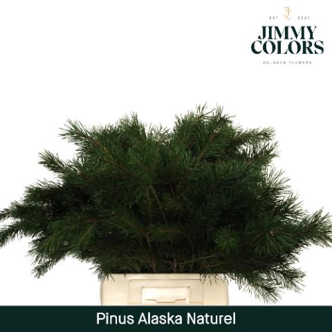 <h4>Pinus Alaska Naturel</h4>