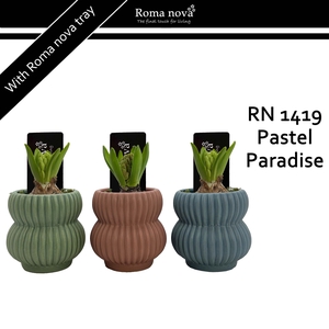 1419 - Pastel Paradise (Hyacint 6cm)