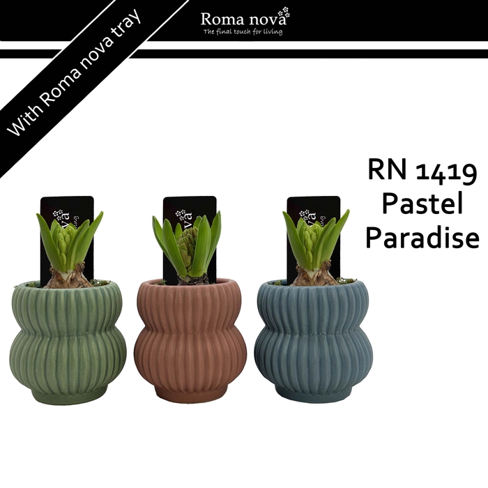 <h4>1419 - Pastel Paradise (Hyacint 6cm)</h4>