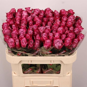 Rosa large deep purple