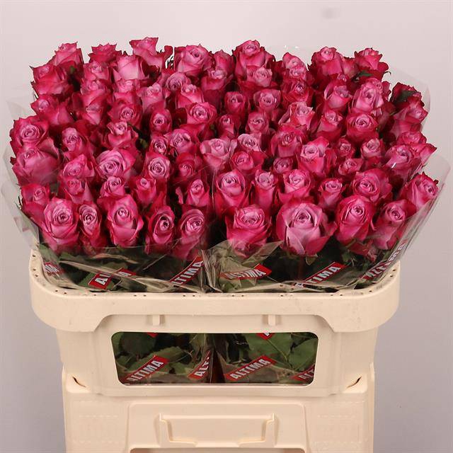 <h4>Rosa large deep purple</h4>