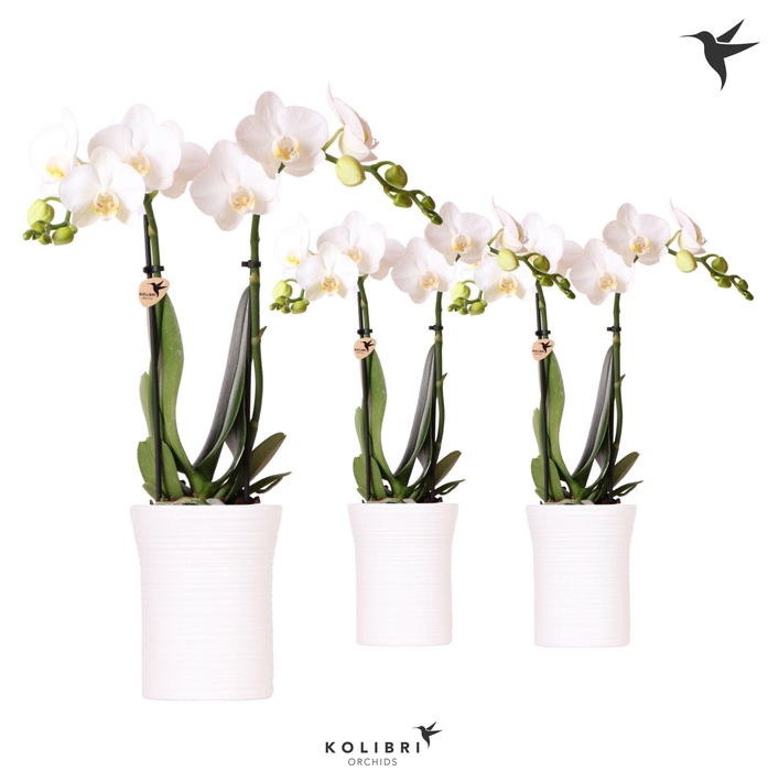<h4>Kolibri Orchids Phalaenopsis white 2 spike in Furrow pot white</h4>