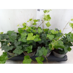 Hedera hibernica 'Deltoidea'