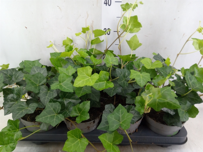<h4>Hedera hibernica 'Deltoidea'</h4>