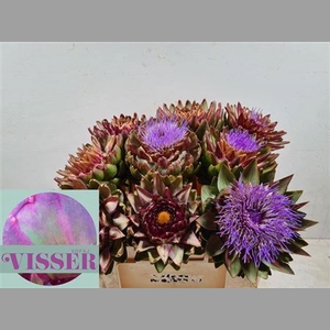 Cynara Sc Green Glob
