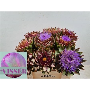 Cynara Sc Green Glob