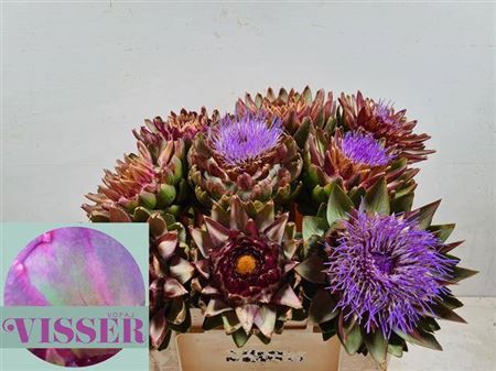 <h4>Cynara Sc Green Glob</h4>