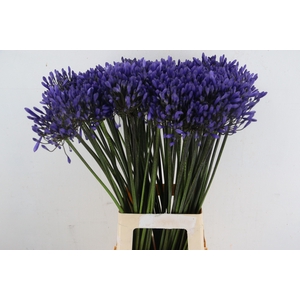 AGAPANTHUS DR BROUWER
