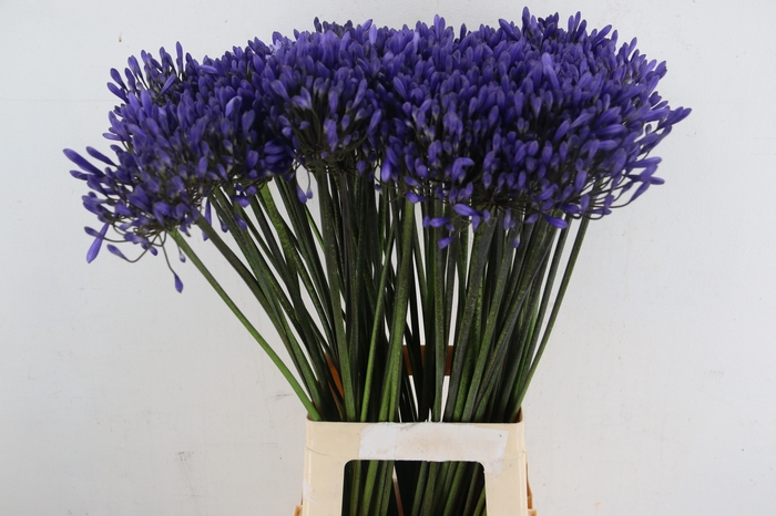 <h4>AGAPANTHUS DR BROUWER</h4>