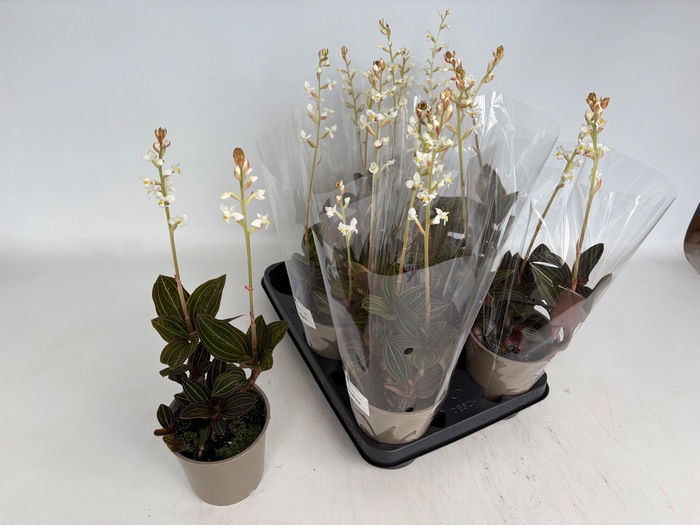 <h4>LUD DISCOLOR</h4>