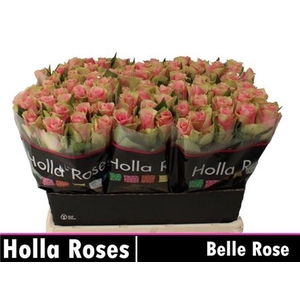 R Gr Belle Rose