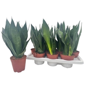 SANSEV TRIFASCIA  OV