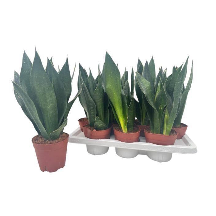 <h4>SANSEV TRIFASCIA OV</h4>