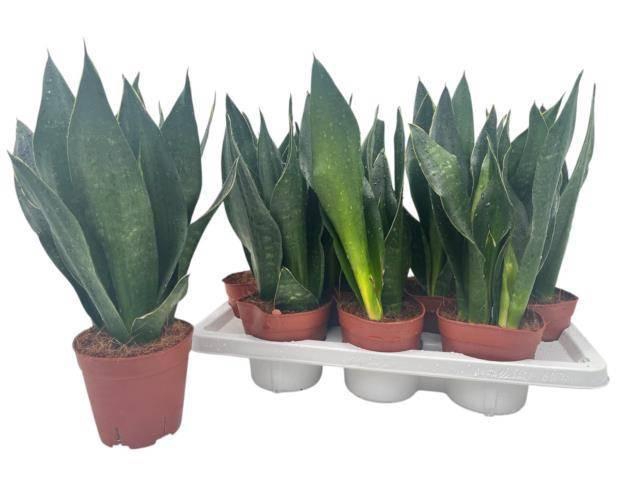 SANSEV TRIFASCIA  OV