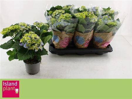 Hydr M Early Blue 6+