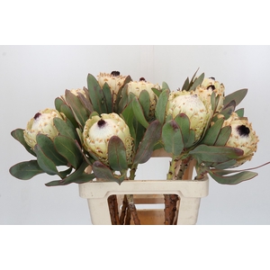 Protea Barbigera Ice Queen