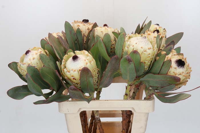 <h4>Protea Barbigera Ice Queen</h4>