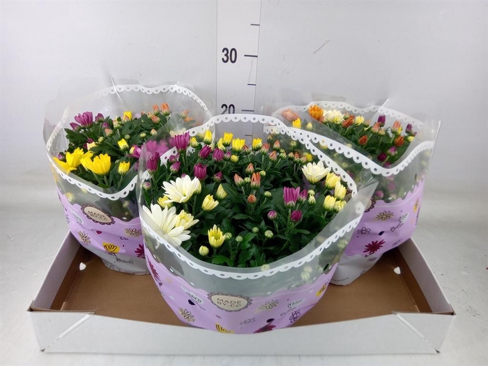 <h4>Chrysanthemum   ..mix/pot</h4>