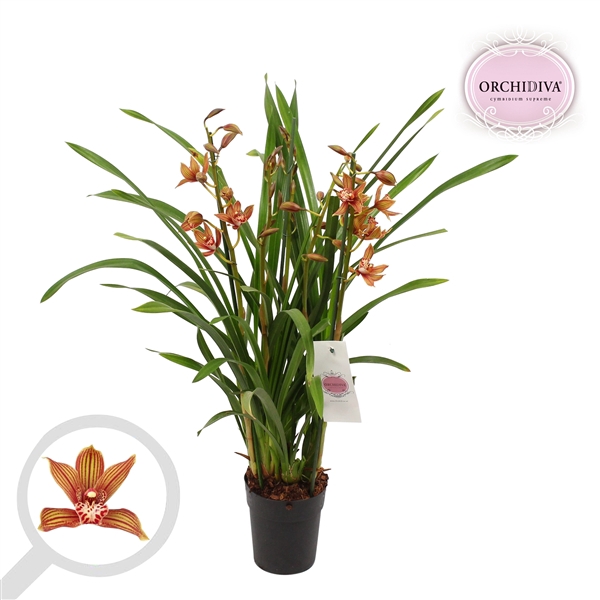 <h4>Cymbidium bruin 3 tak</h4>