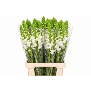Antirrhinum Potomac White