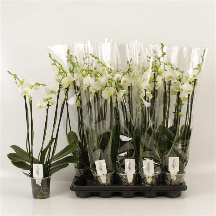 <h4>PHAL OV WIT</h4>