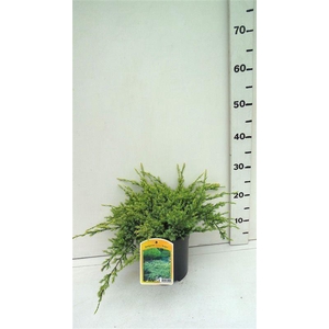 Juniperus squamata Holger
