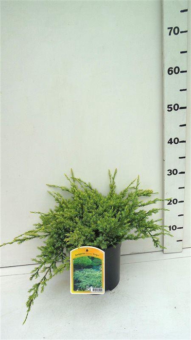 <h4>Juniperus squamata Holger</h4>