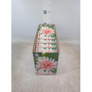 Dahlia   ...flowerbulbs