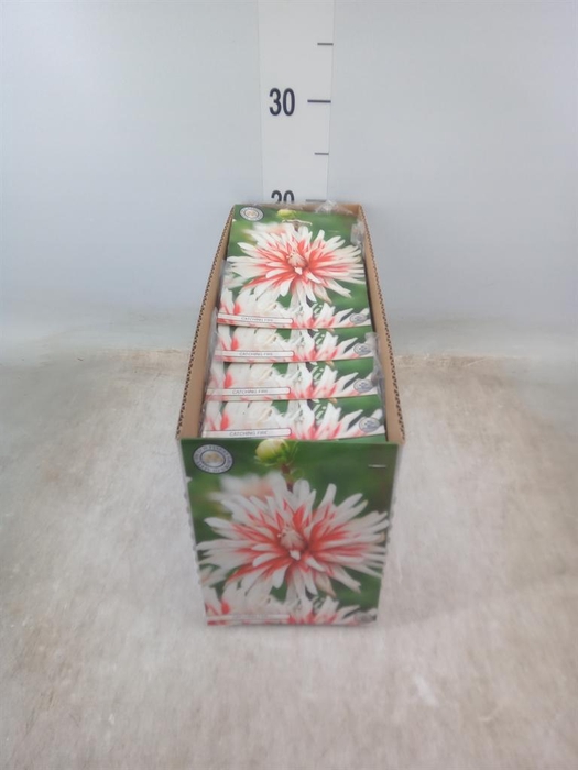 <h4>Dahlia   ...flowerbulbs</h4>