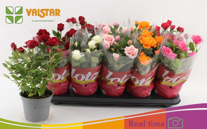 <h4>RO LOTZ OF GEM 6 KL</h4>