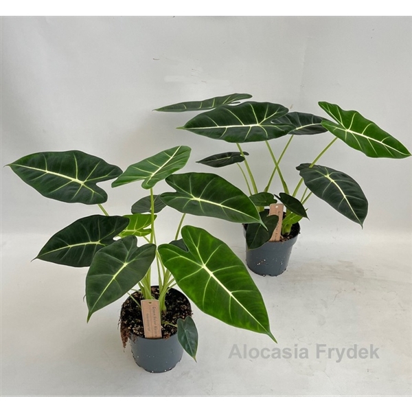 Alocasia micholitziana Frydek 14cm