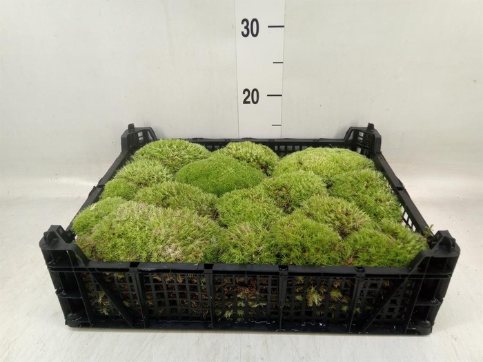 <h4>Mossen   ...H%</h4>