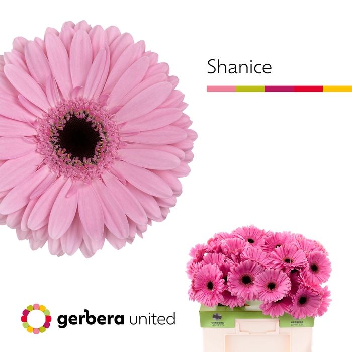 <h4>Gerbera Shanice Water</h4>