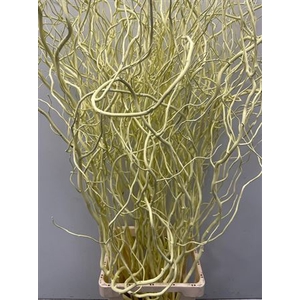 Salix 130cm Light Yellow