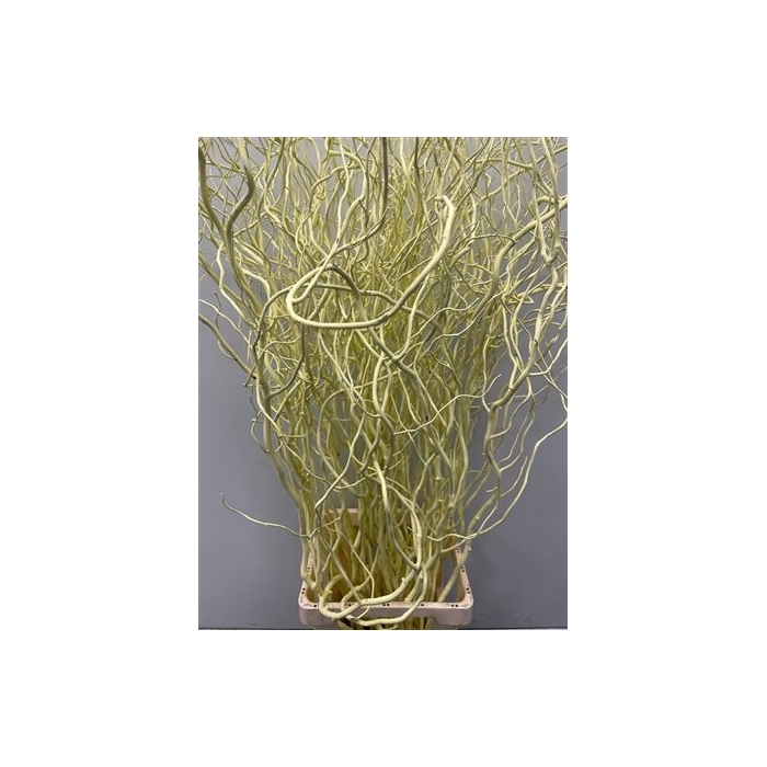 <h4>Salix 130cm Light Yellow</h4>